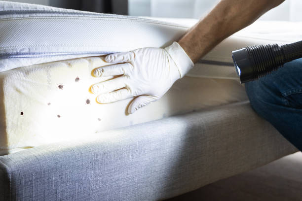 Best Affordable Pest Control Services  in Alamae, NC