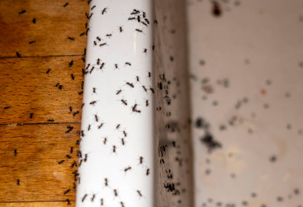 Flea Control Services in Alamance, NC