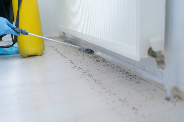 Best Pest Prevention Services  in Alamae, NC