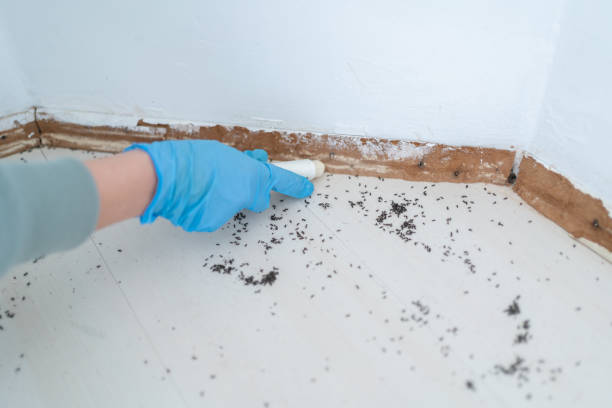 Best Exterminator Services  in Alamae, NC